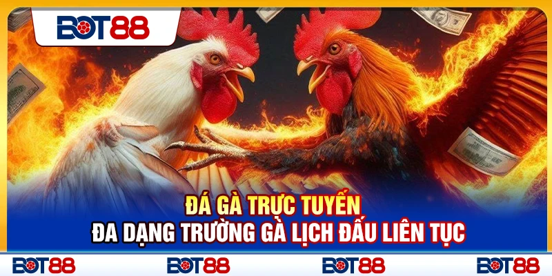 Đá Gà Trực Tuyến – Đa Dạng Trường Gà Lịch Đấu Liên Tục