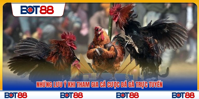 Lưu ý quan trọng khi cá cược đá gà online